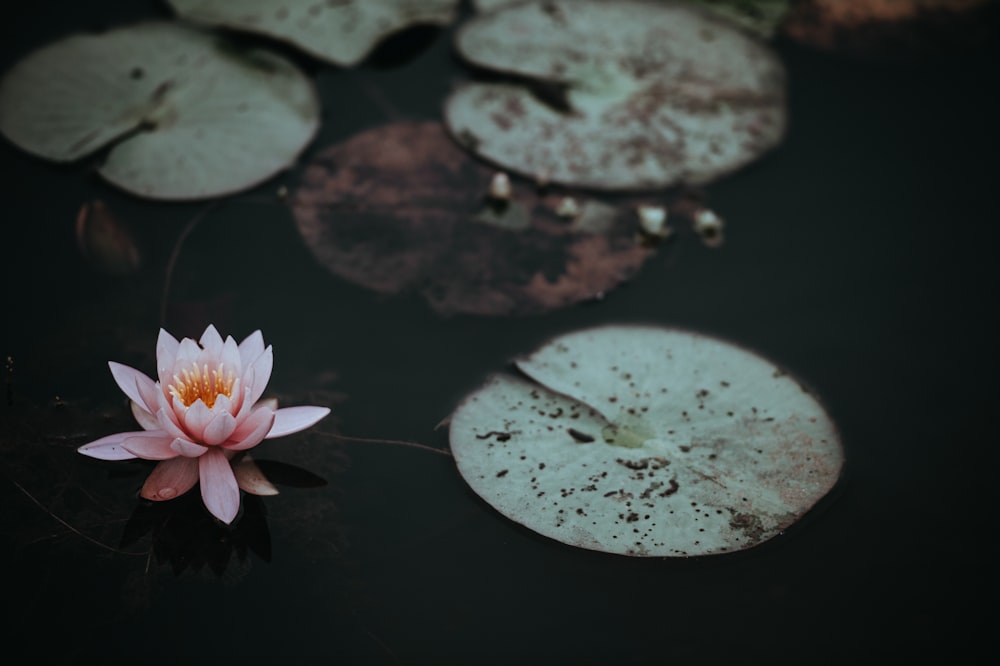 low-light photo of pink lotus flower