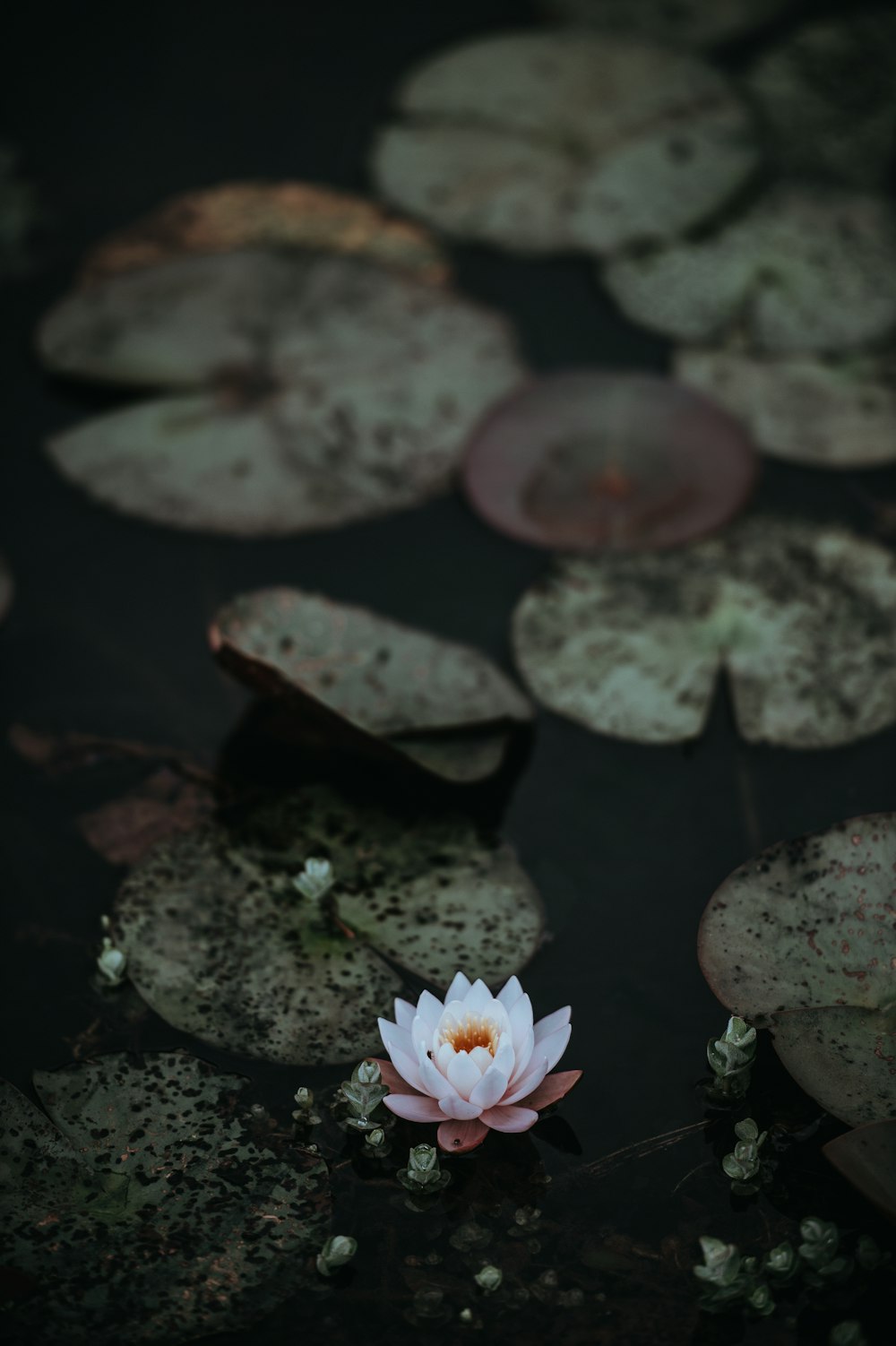 white and pink waterlily in bloom on water near green lily pads