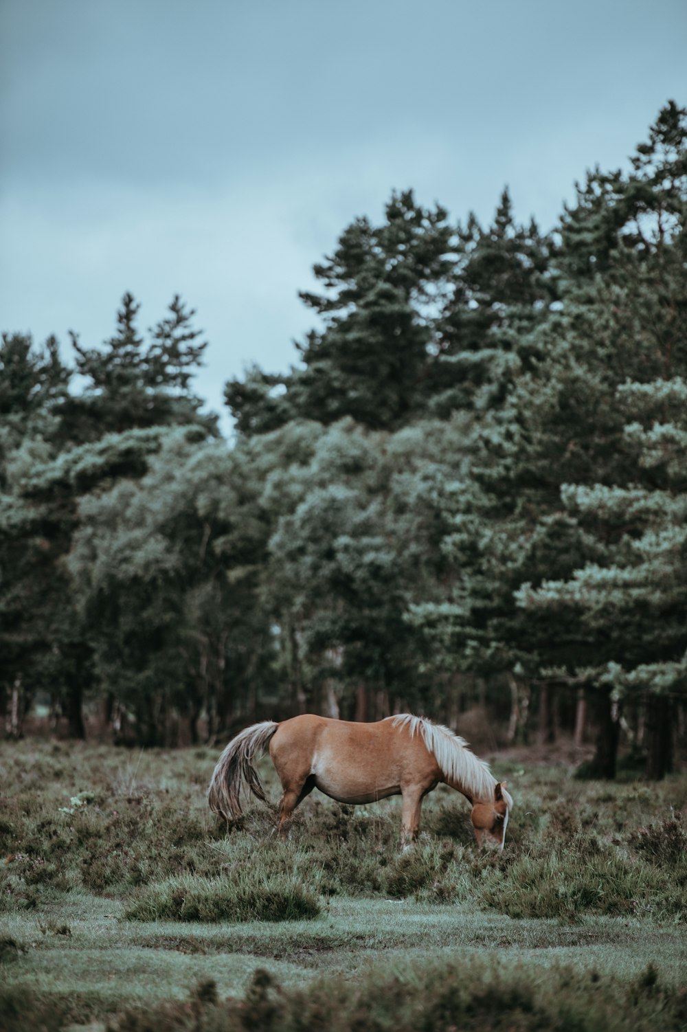 Fotografía de paisaje de caballo marrón