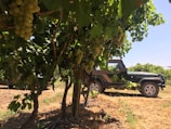 Green grape vines with bunches of grapes hanging from them are in the foreground. Behind the grapevines, there is a dark green off-road vehicle parked on dry grass. The background has more grapevines and a clear blue sky.