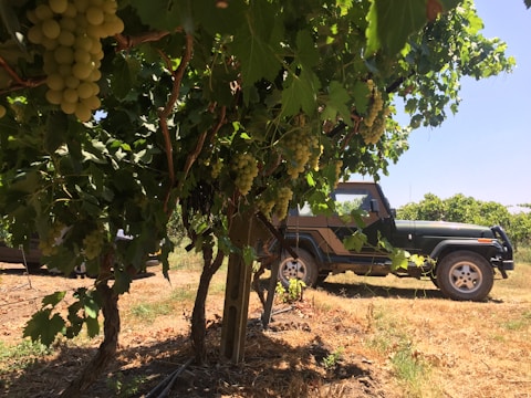 Green grape vines with bunches of grapes hanging from them are in the foreground. Behind the grapevines, there is a dark green off-road vehicle parked on dry grass. The background has more grapevines and a clear blue sky.