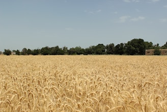 A rustic mill building surrounded by golden wheat fields under a clear blue sky.