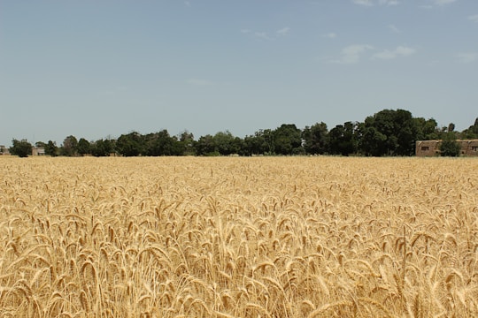 Golden wheat field under a clear blue sky with distant farm buildings.