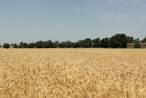 A rustic mill building surrounded by golden wheat fields under a clear blue sky.