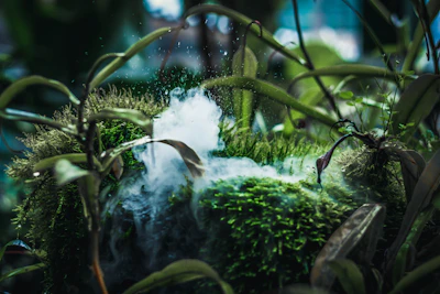 A misty forest floor with dew-covered leaves, evoking quiet renewal.