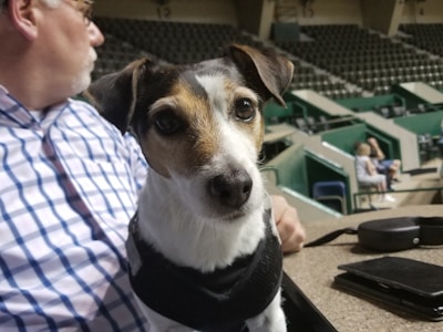 A small dog with brown and white fur sits on a ledge next to a man in a checkered shirt. The background features a large indoor arena with rows of empty seats and a few people sitting in the stands.