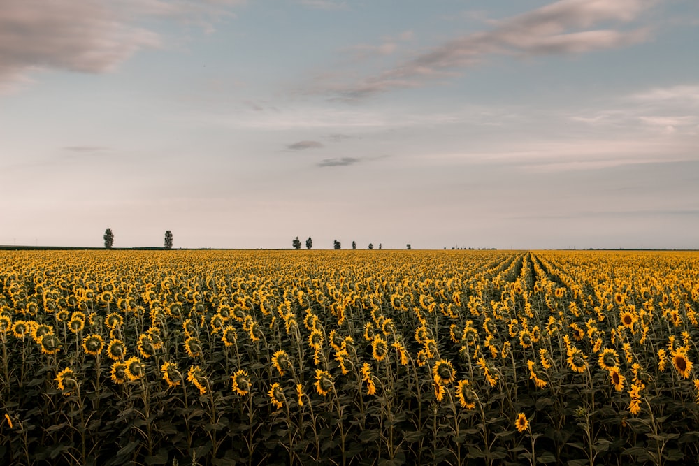 yellow flower field during daytime