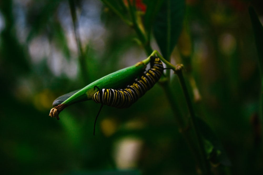 macro photography of yellow and black caterpilar on green plant