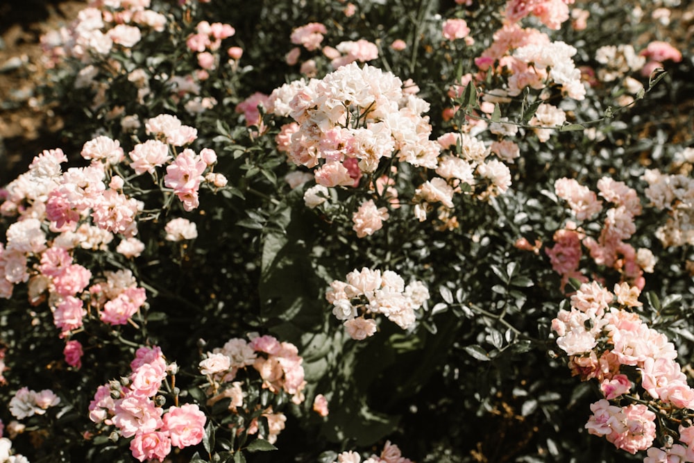 flores rosas e brancas durante o dia