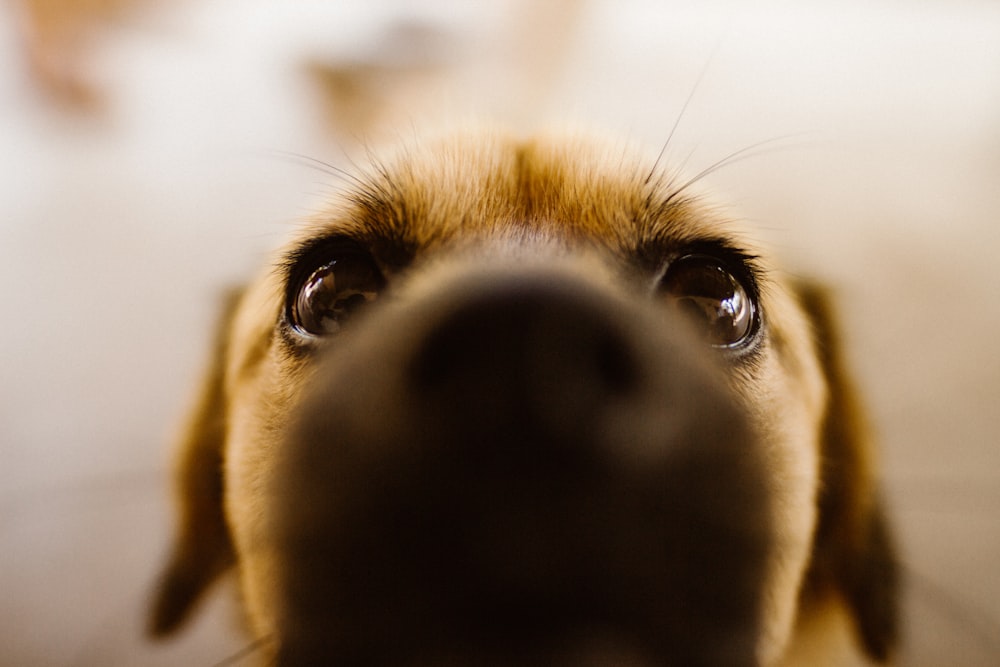 chien brun à poil court en photographie en gros plan