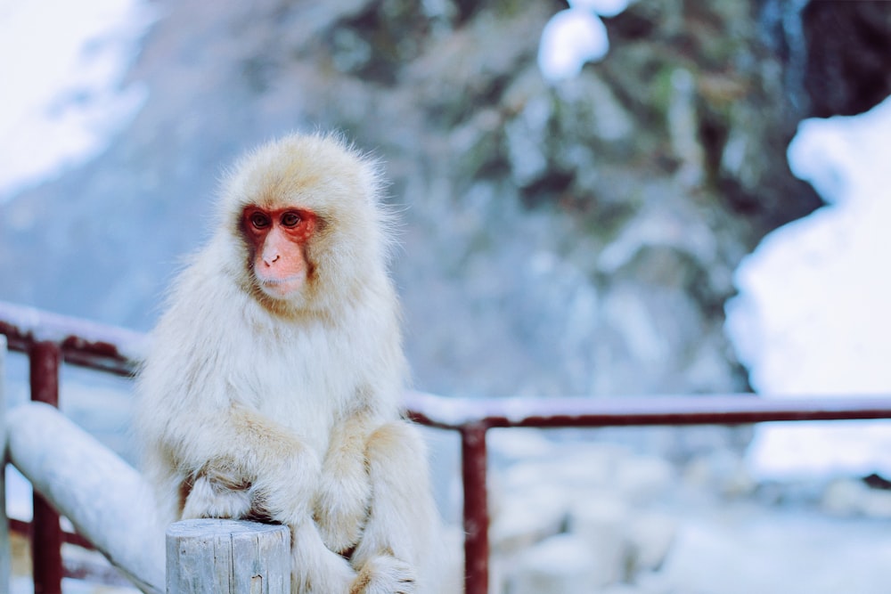 Scimmia bianca e rossa che si siede sulla staccionata di legno marrone nel terreno innevato durante il giorno