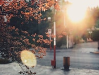 Sunlight filtering through autumn leaves in a quiet French village street.