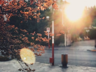 Sunlight filtering through autumn leaves in a quiet French village street.