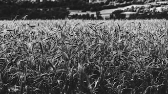 Photo of a rural field with researchers engaged in data collection.