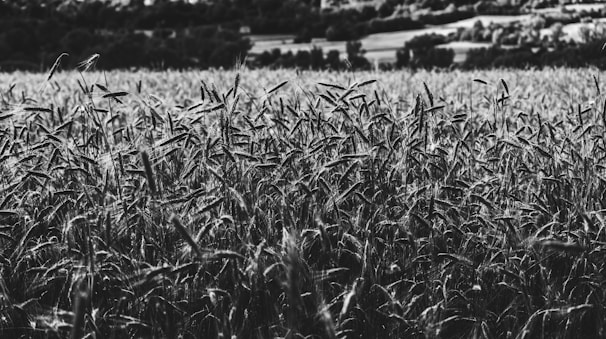 Photo of a rural field with researchers engaged in data collection.