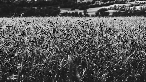 A vintage photo of Froehlich Farm’s original open fields and woodlands.