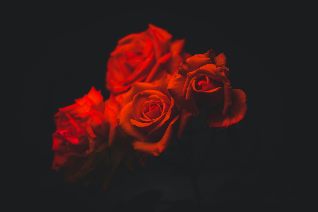 Set Luxe Rozen
