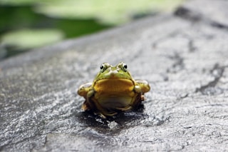 green frog standing on grey surface