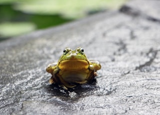 green frog standing on grey surface