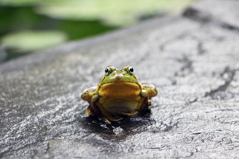 green frog standing on grey surface