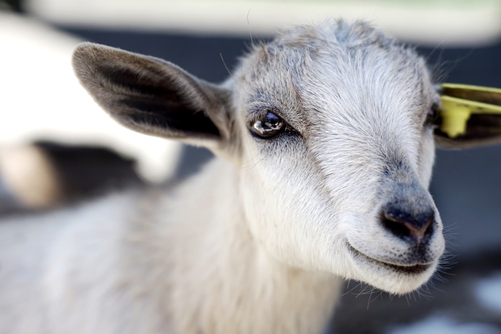 close photography of white goat