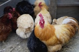 A group of chickens is gathered in a confined space, with one prominent rooster featuring vibrant orange and white feathers and a red comb. The surrounding hens display a variety of colors including brown, black, and beige. They are standing on a straw-covered floor inside a coop.