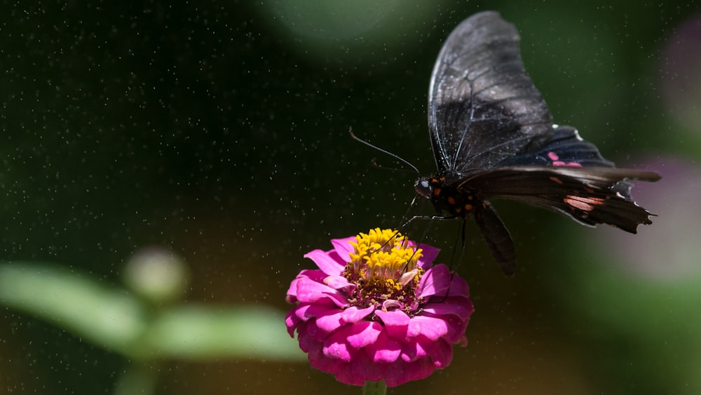 macro photography of black butterfly in flower