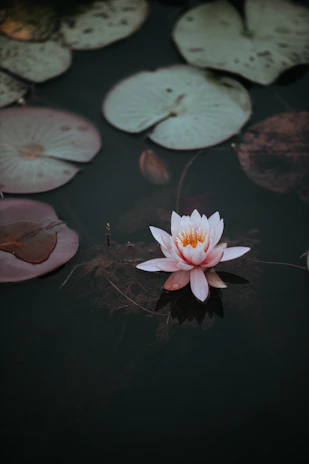 A rustic water lily variety floating gracefully on a dark pond surface with subtle reflections.