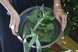 person holding round gray pot with green leaf plant inside