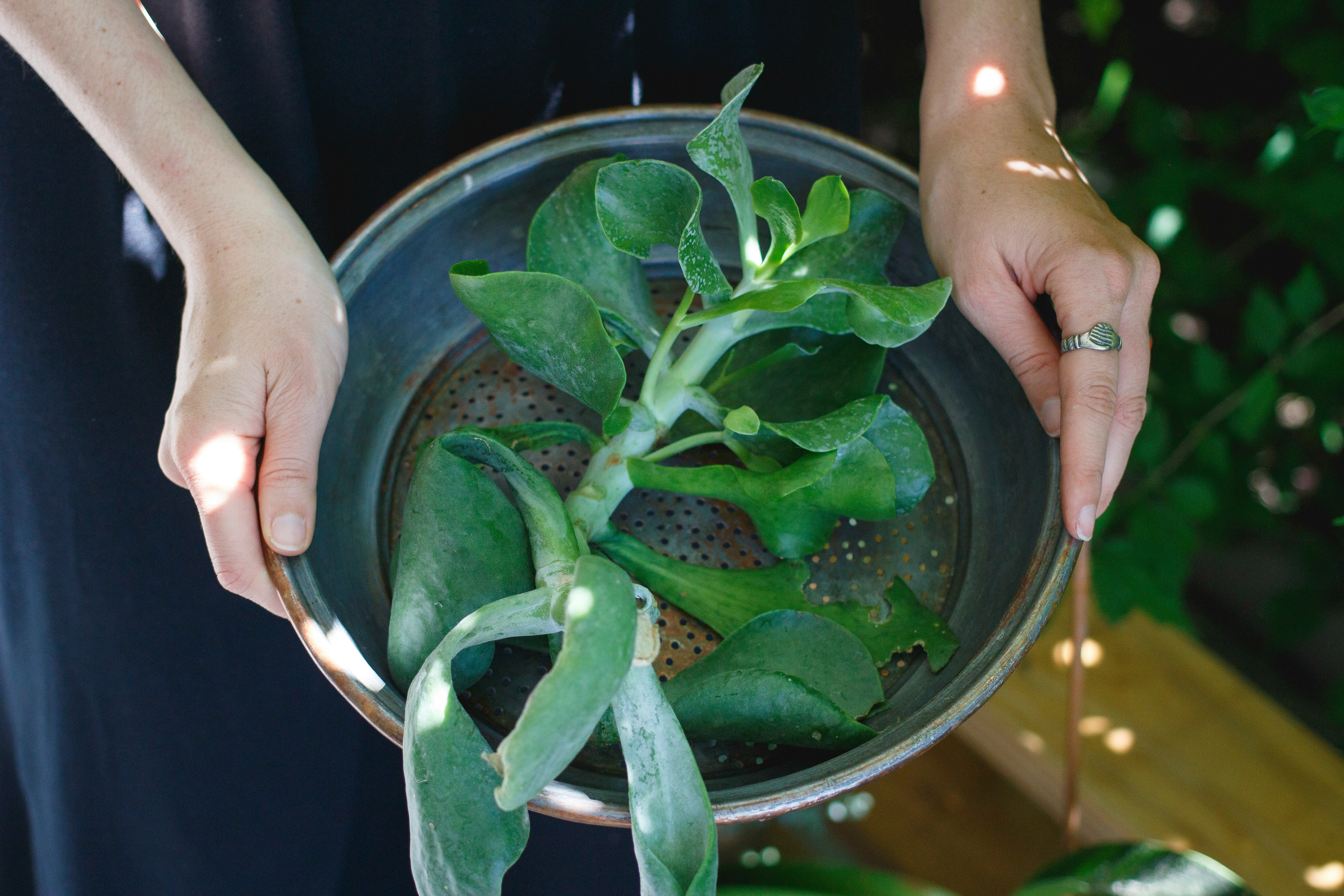 Your Plant's Real Health Report Is Underground — Here's How to Read It