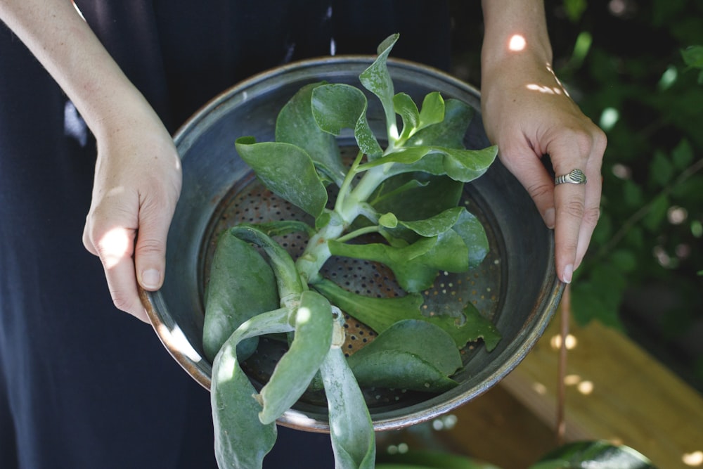 person holding round gray pot with green leaf plant inside