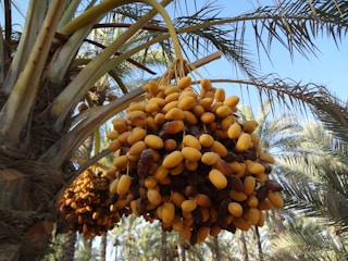 Ripe clusters of golden-brown dates hang from the branches of a palm tree against a clear blue sky. The surrounding area has lush green palm fronds, suggesting a tropical or desert oasis environment.