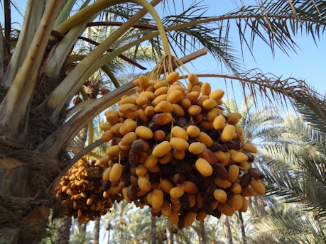 Ripe clusters of golden-brown dates hang from the branches of a palm tree against a clear blue sky. The surrounding area has lush green palm fronds, suggesting a tropical or desert oasis environment.