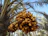 Close-up of ripe dates hanging from a sunlit palm tree in a desert oasis.