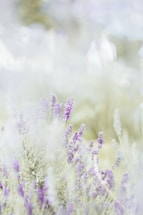 A soft-focus photo of lavender fields glowing in golden afternoon light.