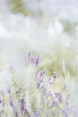 Soft-focus shot of blooming lavender fields under a clear sky.