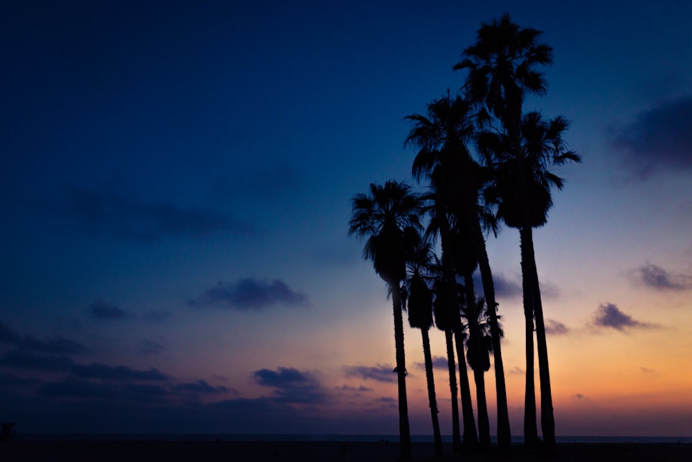 silhouette of Mexican palm trees under orange, blue, and white cloudy skies