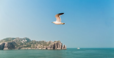 A seagull soaring above the boat with Los Cabos' rugged coastline in the background.