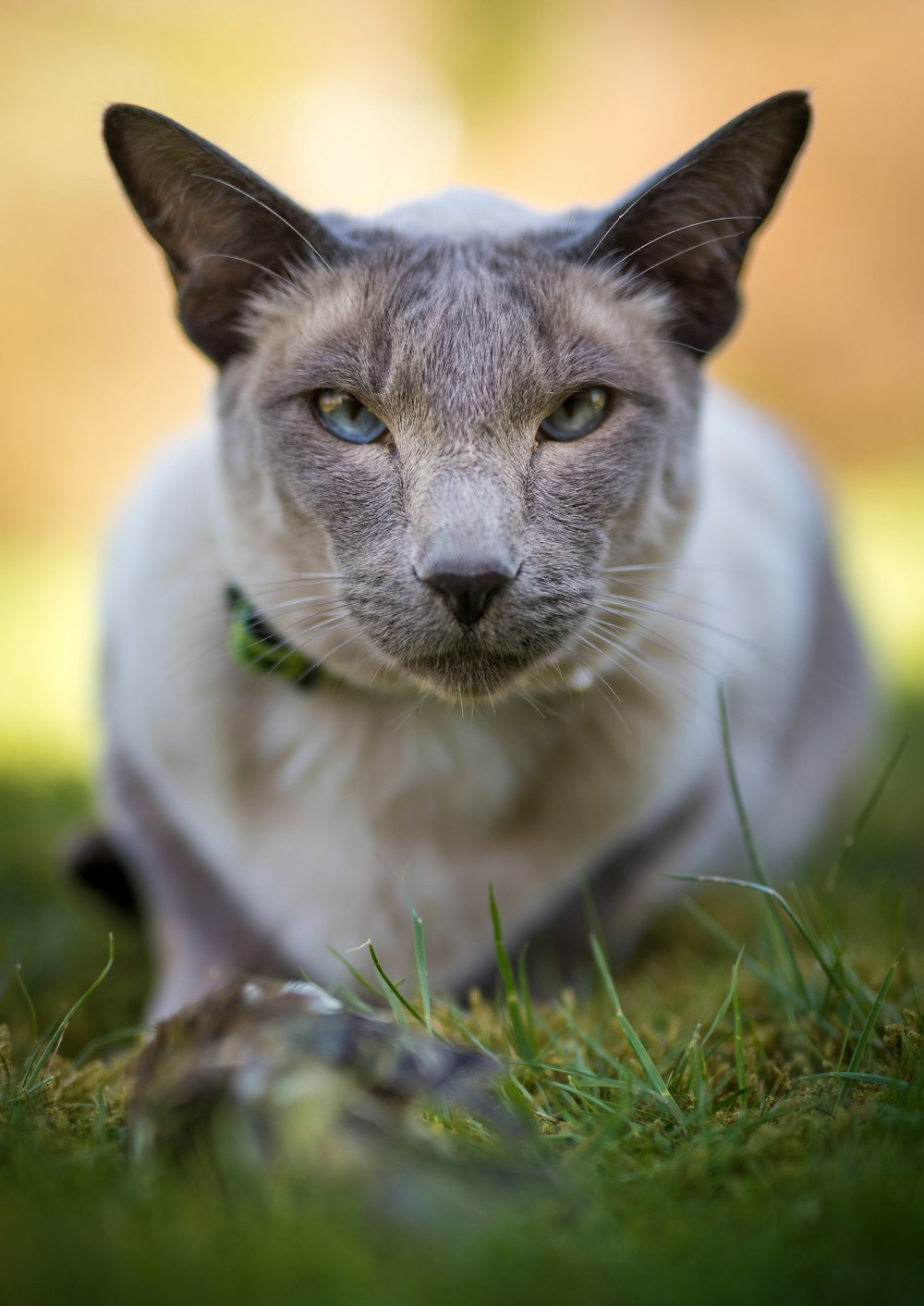 낮에는 푸른 풀밭에 흰색과 회색 짧은 털 고양이