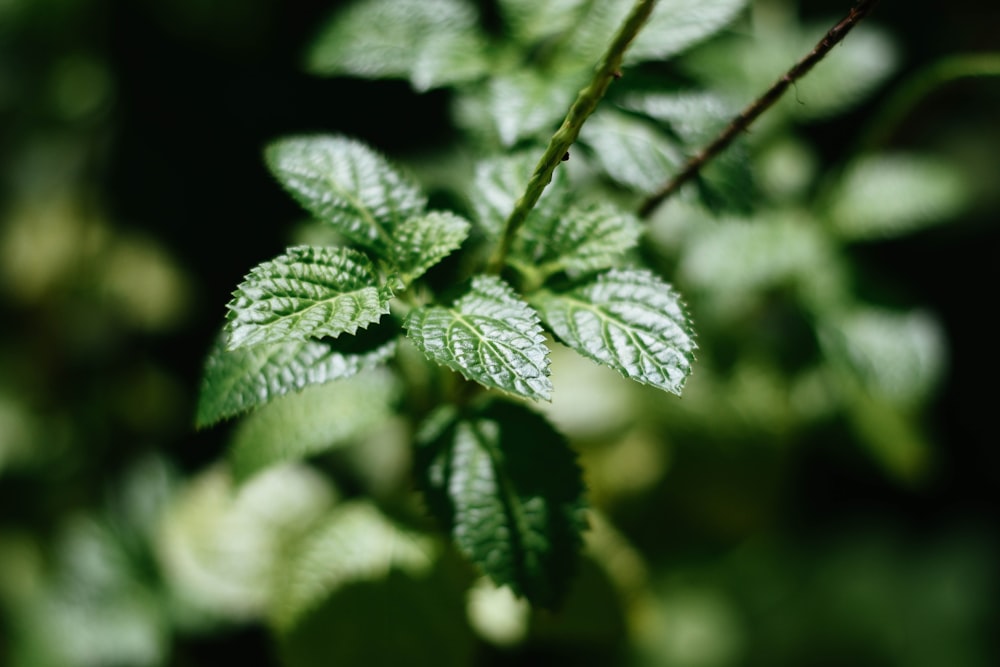 緑の葉の植物