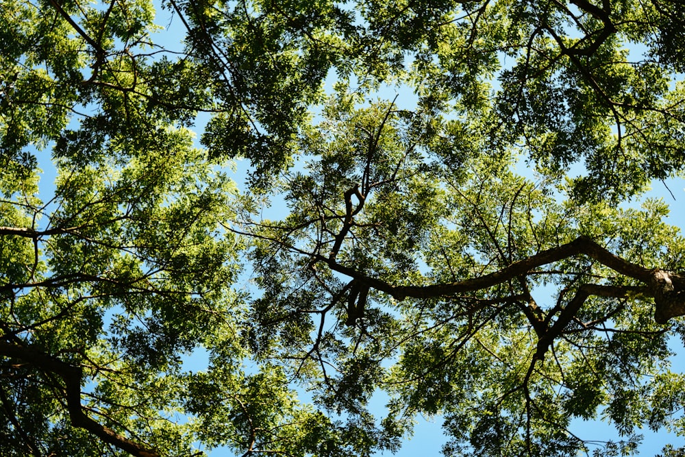 green-leafed trees