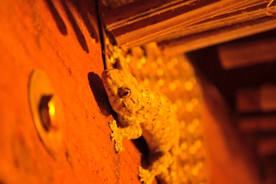 A small gecko clings to a textured, wooden surface illuminated by warm, orange lighting. The creature's skin appears mottled and speckled, blending subtly with the background. There is a visible circular metallic object, possibly a screw or a knob, on the left side of the image adding an industrial element.