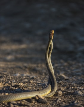 A snake is poised with its body upright against a textured ground, displaying intricate scales. The background is blurred, emphasizing the snake's sleek, elongated form in a serene, natural setting.