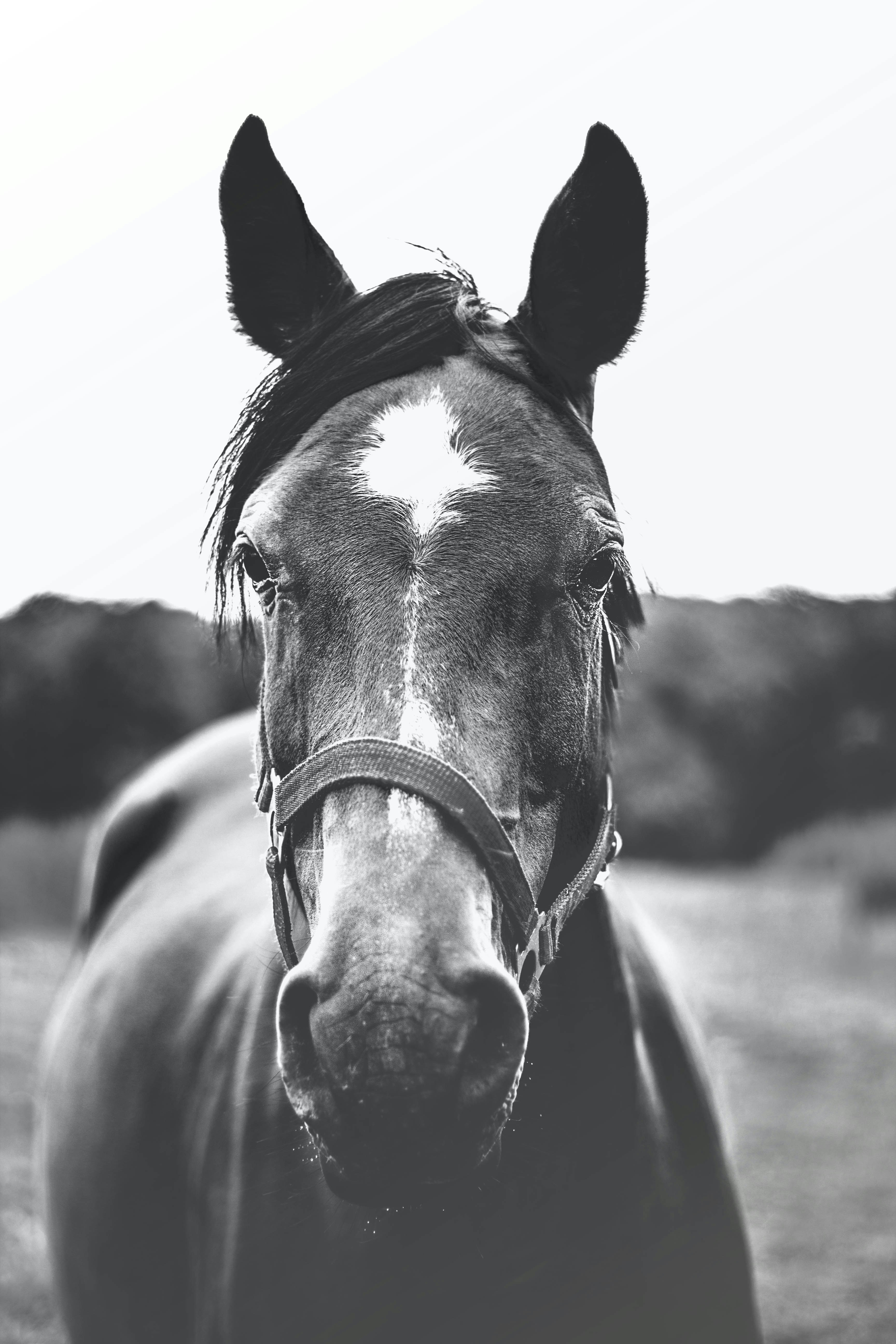 Full Cheek Sweet Iron Snaffle Bit with Copper Lozenge (UKSALES25® Horse Bits) (5.5 INCHES)