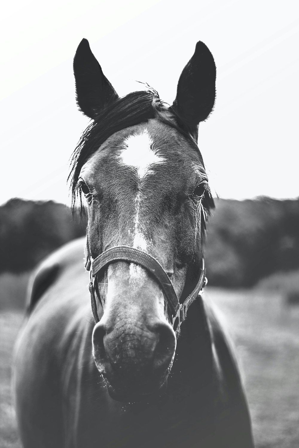 馬のグレースケール写真