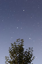 A serene tree glowing softly under a starry night sky, symbolizing spiritual growth and hidden wisdom.