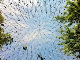 Intricate network of wires forming a geometric pattern against a backdrop of clear blue sky, with some leafy tree branches visible on the edges. Some objects are suspended within the network.