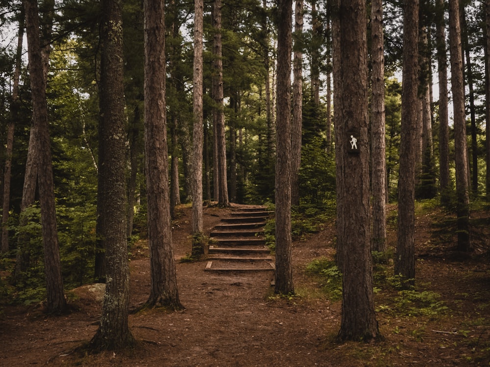 brown wooden trees beside pathway