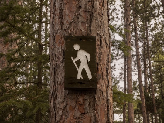 road signage on tree bark in Amnicon Falls United States