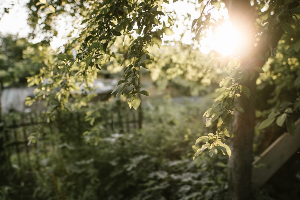 feuilles vertes sur l’arbre pendant la journée